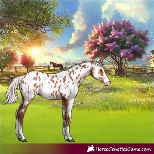 Horse Color:Silver Bay Sabino Appaloosa Rabicano 