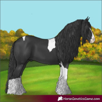 Horse Color:Black Splash Tobiano 