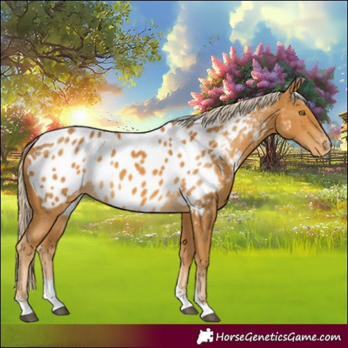 Horse Color:Palomino Sabino Appaloosa Rabicano