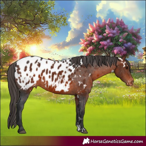 Horse Color:White Spotted Bay Appaloosa 