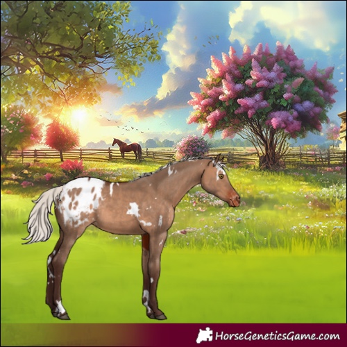 Horse Color:White Spotted Silver Brown Dun Blanket Rabicano 