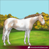 Horse Color:Red Roan Pearl Splash Tobiano Frame 
