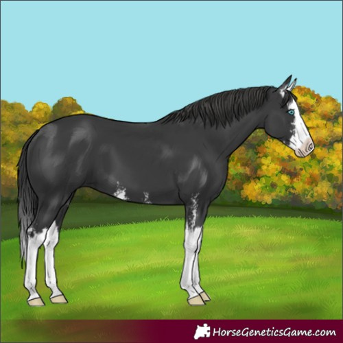 Horse Color:Black Sabino Splash 
