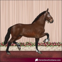 Horse Color:Gray Bay 