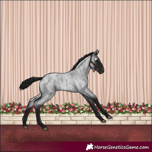 Horse Color:Gray Blue Roan 