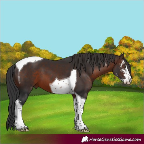 Horse Color:Brown Sabino Tobiano 