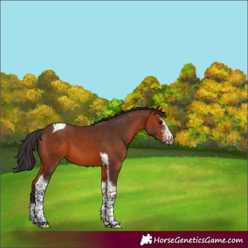 Horse Color:Bay Sabino Tobiano 