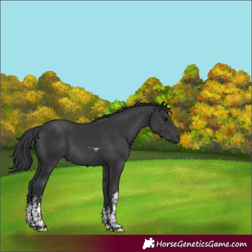 Horse Color:White Spotted Black Tobiano 