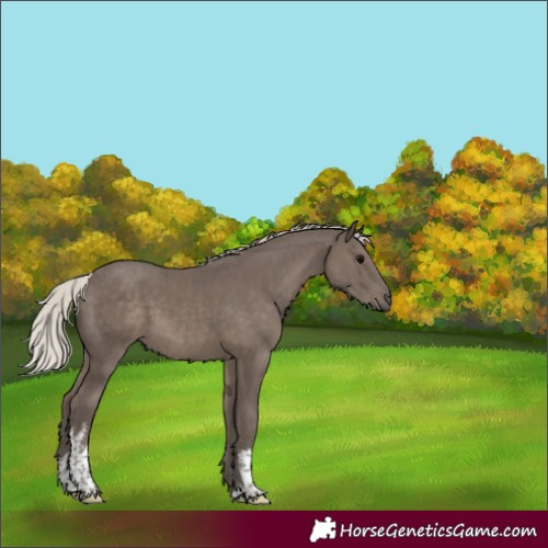 Horse Color:White Spotted Silver Black 