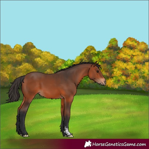 Horse Color:Bay Sabino 