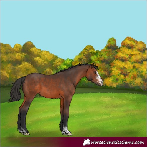 Horse Color:Brown Sabino 