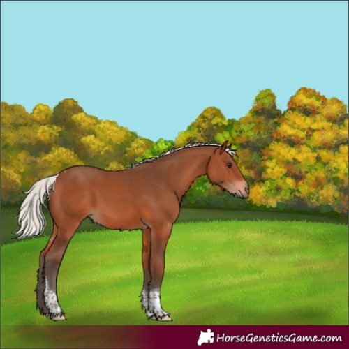 Horse Color:White Spotted Silver Brown Tobiano 