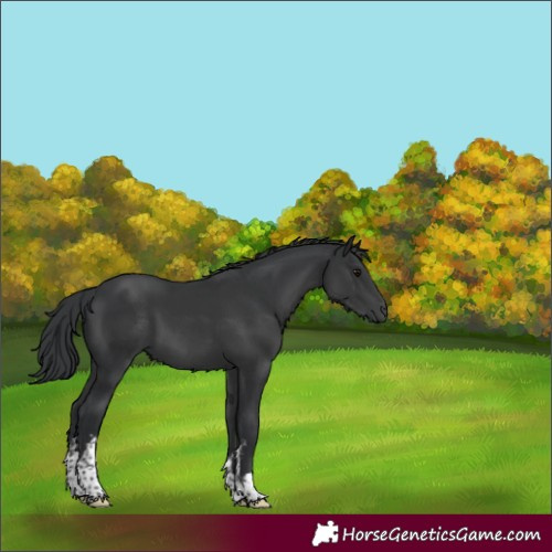 Horse Color:White Spotted Black 
