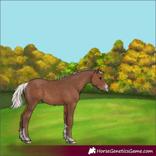 Horse Color:Silver Black Sabino Tobiano 