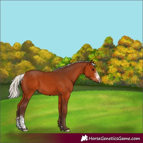 Horse Color:Silver Bay Sabino 
