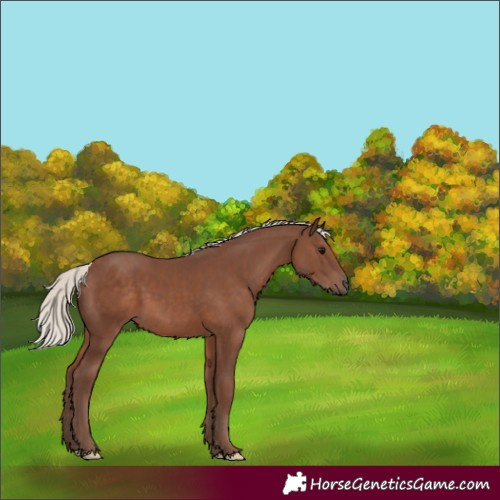 Horse Color:White Spotted Silver Black 