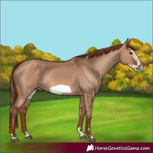 Horse Color:Red Dun Frame 