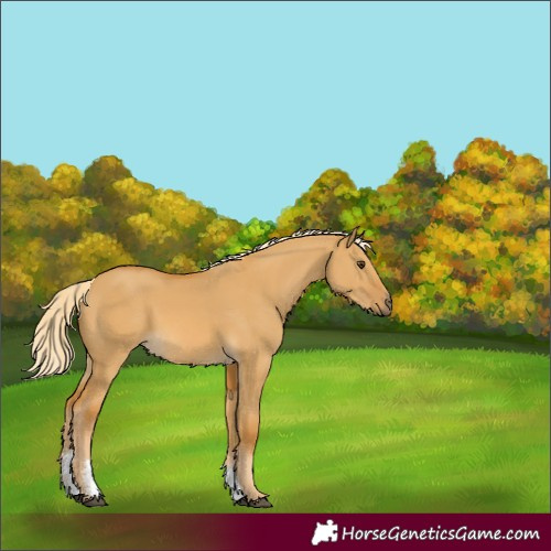 Horse Color:Palomino Dun Sabino 