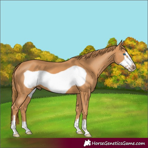 Horse Color:Chestnut Frame 