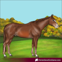 Horse Color:Chestnut Frame 