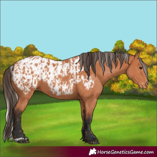 Horse Color:Silver Bay Varnish  and Bay Blanket 