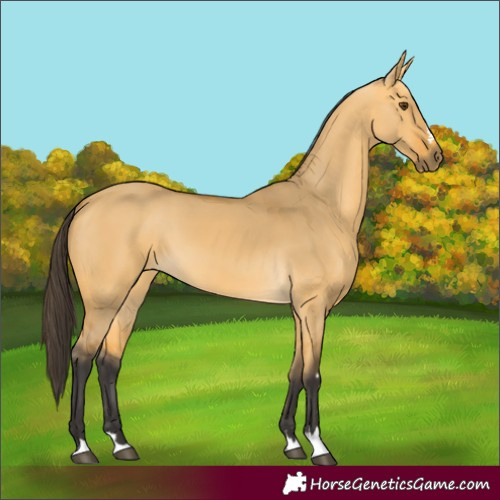 Horse Color:Buckskin Dun 