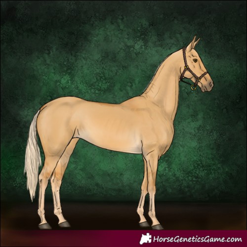 Horse Color:Palomino Dun 