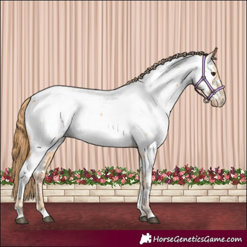 Horse Color:Red Dun Near Fewspot 