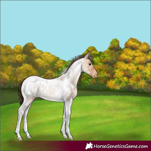 Horse Color:Bay Roan Dun Tobiano Blanket 