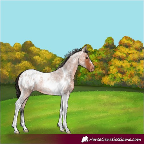 Horse Color:Bay Roan Tobiano Blanket Rabicano 