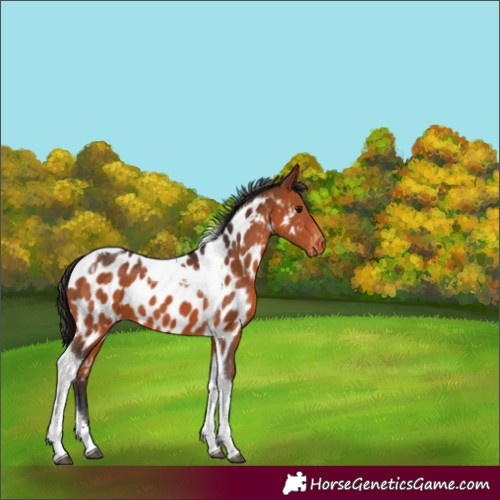 Horse Color:Bay Tobiano Near Leopard 