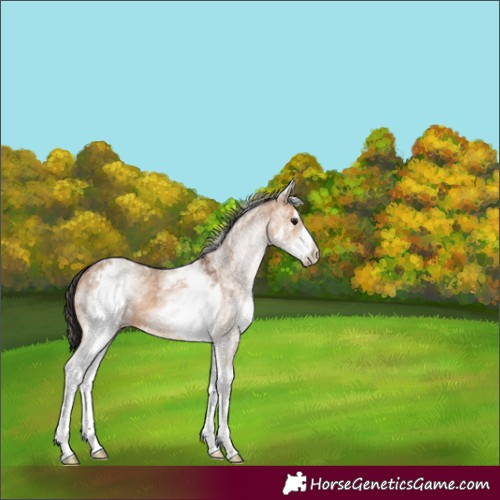 Horse Color:White Spotted Bay Dun Rabicano 