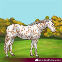 Horse Color:Chestnut Appaloosa 
