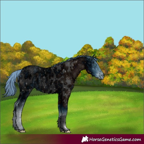 Horse Color:ERROR: UNKNOWN ANOMALY