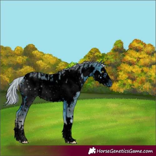 Horse Color:ERROR: UNKNOWN ANOMALY