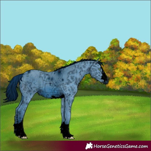 Horse Color:ERROR: UNKNOWN ANOMALY