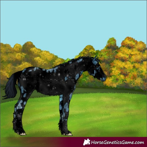 Horse Color:ERROR: UNKNOWN ANOMALY