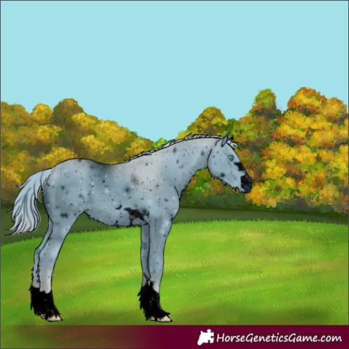 Horse Color:ERROR: UNKNOWN ANOMALY