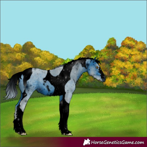 Horse Color:ERROR: UNKNOWN ANOMALY