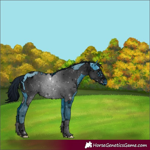 Horse Color:ERROR: UNKNOWN ANOMALY