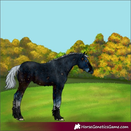 Horse Color:ERROR: UNKNOWN ANOMALY