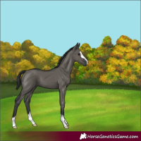 Horse Color:Grullo