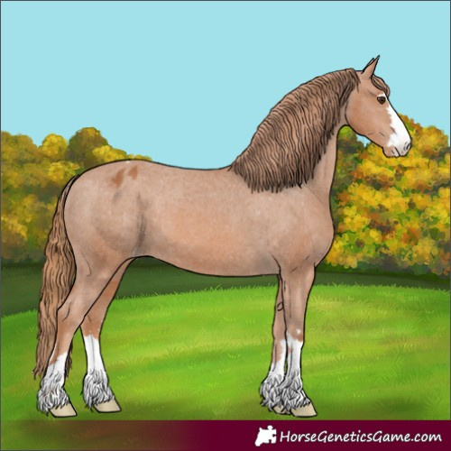 Horse Color:Chestnut Appaloosa 