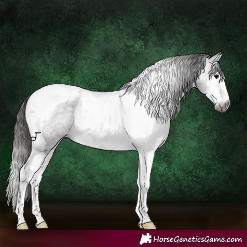 Horse Color:Gray Blue Roan Splash Tobiano Appaloosa 