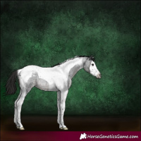 Horse Color:Gray Blue Roan Splash Tobiano Appaloosa 