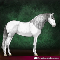 Horse Color:Gray Blue Roan Splash Tobiano Appaloosa 