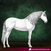 Horse Color:Gray Blue Roan Splash Tobiano Appaloosa