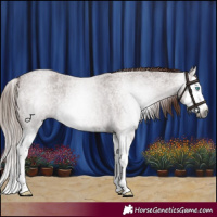 Horse Color:Gray Red Roan Splash 