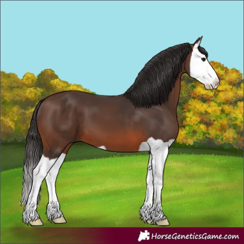 Horse Color:Brown Splash 