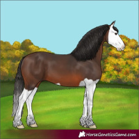 Horse Color:Brown Splash